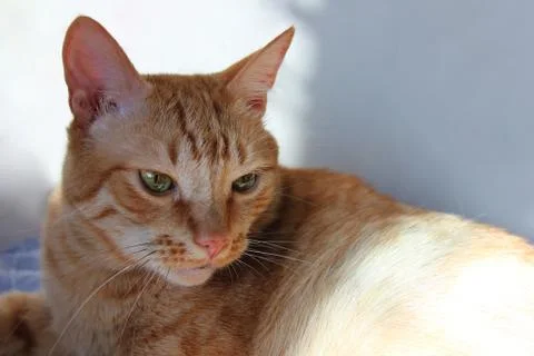 The red cat resting Stock Photos