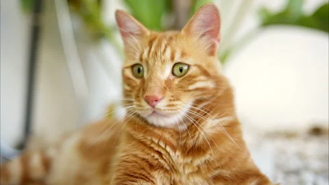 Red cat resting by the pool in Cyprus Stock Footage 250382139