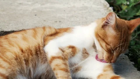 Red cat resting on the street Stock Footage 80047360