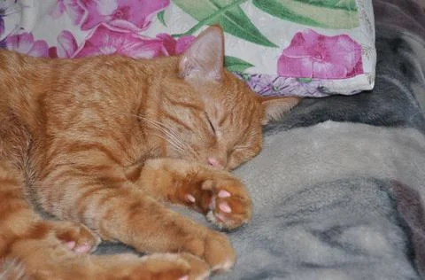Red cat rests on the bed Stock Photos