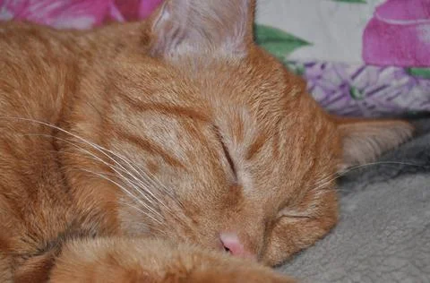 Red cat rests on the bed Stock Photos