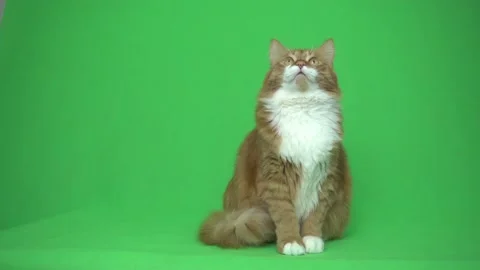 Red cat rotates its head on a green screen Stock-Footage 119529346