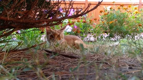 Red cat running around the grass Stock Footage 79889739
