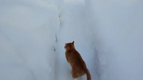 Red cat runs through the snow maze. The cat walks through the snowdrifts in w Stock Footage 168839408