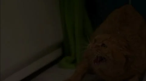 Red cat screaming in the bathroom Stock Footage 7903996