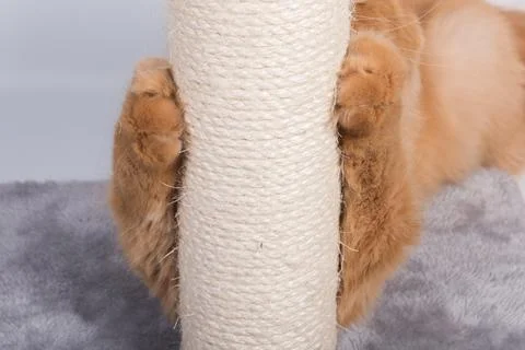 Red cat sharpens its claws on the scratching post Stock Photos