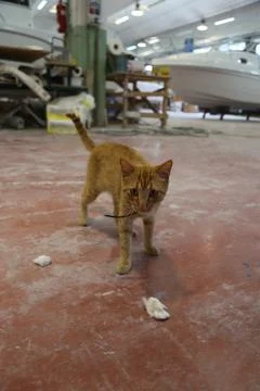 Red Cat in a shipyard Stock Photos
