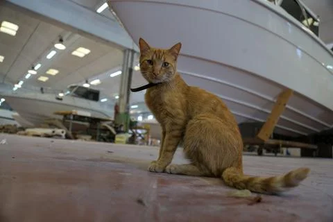 Red Cat in a shipyard Stock-Fotos