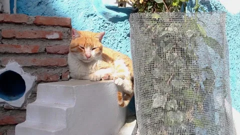 Red cat sit on doorstep Stock Footage 130381387