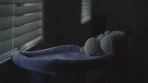 The red cat is siting close to window at an apartment. Stock Footage 272177105