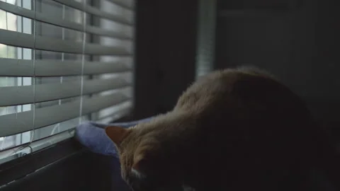 The red cat is siting close to window at an apartment. Stock Footage 272177170
