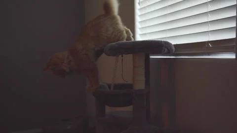 The red cat is siting close to window at an apartment. Stock Footage 272177653