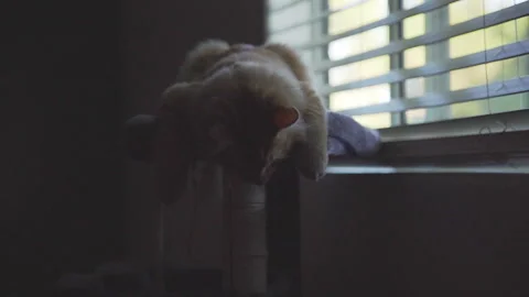 The red cat is siting close to window at an apartment. Stock Footage 272186065