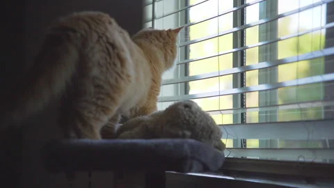 The red cat is siting close to window at an apartment. Stock Footage 272188548