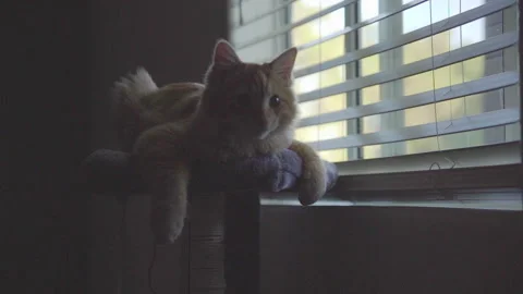 The red cat is siting close to window at an apartment. Stock Footage 272188753