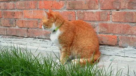 Red cat sits and plays near the orange brick wall, catches a fly and eats it Stock Footage 106777655