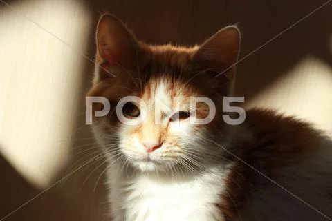 Red cat sits and stares Stock Photos