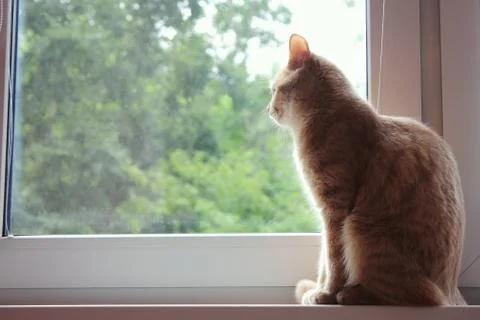 Red cat sits back on the windowsill and looks out the window Foto stock
