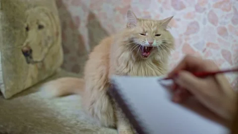 Red Cat sits on the couch at a psychologist's session. Stock Footage 144639153