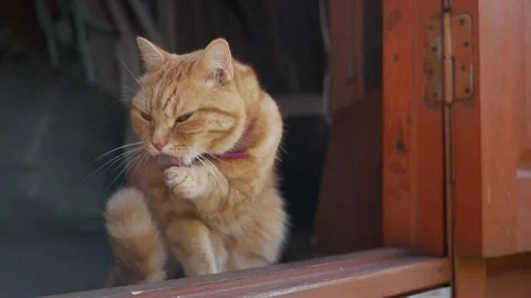 Red cat sits at the front door of a country house. Cat plays outside Stock Footage 137498736