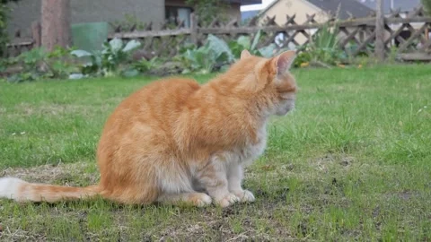 Red cat sits on the green grass and basks in the sun. cat in nature Stock Footage 248790374
