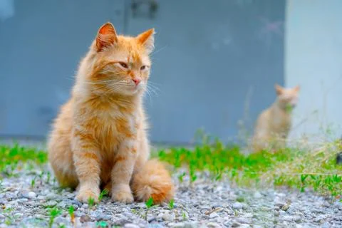Red cat sits on the ground Stock-Fotos