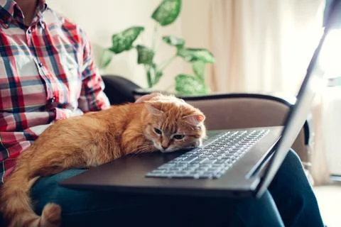 Red cat sits on the hands of a freelancer near the laptop Stock Photos
