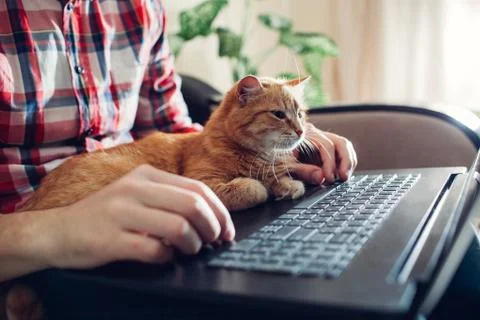 Red cat sits on the hands of a freelancer near the laptop Stock Photos
