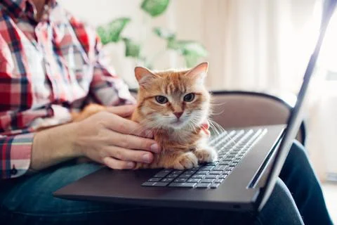 Red cat sits on the hands of a freelancer near the laptop Stock Photos