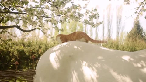 Red cat sits on the horse's back. Friendship, love, care. Pets together. Nature Stock Footage 153754687