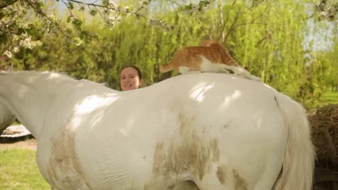 Red cat sits on the horse's back. Friendship, love, care. Pets together. Nature Video stock 153754701