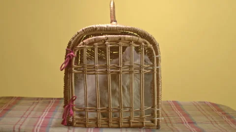A red cat sits in an old-fashioned carrier, waiting relaxedly in the general Stock Footage 251564314
