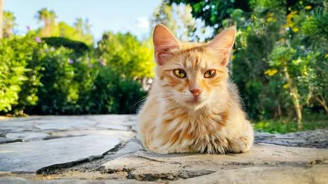 Red cat sits on path in park against background of green plants and looks into Stock Photos