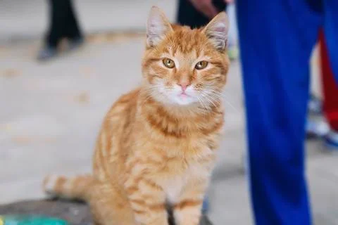 Red cat sits Stock Photos