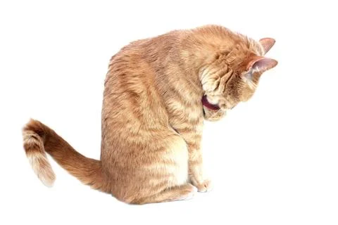 A red cat sits sideways to the camera and licks its paw. The cat washes. Foto stock