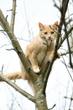 Red cat sits on a tree in spring afternoon Stock Photos