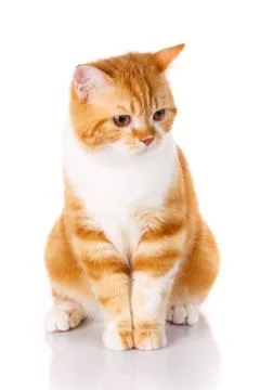Red cat sits on a white background Stock Photos