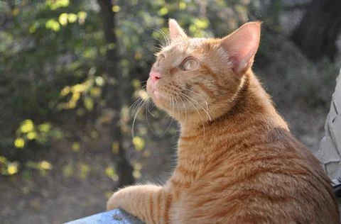 Red cat sits on the window Stock Photos