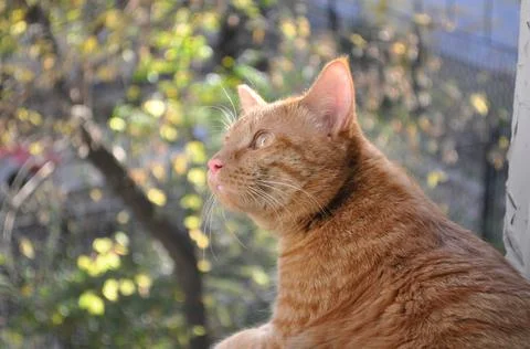 Red cat sits on the window Stock Photos