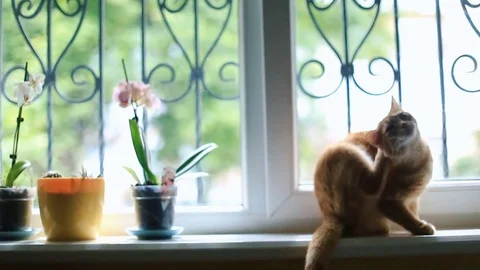 Red cat sits on the windowsill in rays of morning sun Video stock 71068514