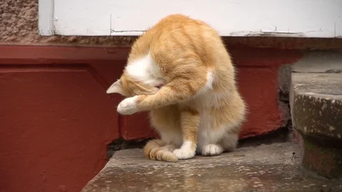 The red cat sits in the yard and licks itself Stock Footage 127424897