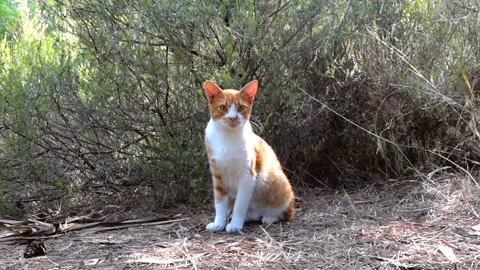 Red cat sitting among the bushes in the foreground in the park. Looks around Stock Footage 146789620