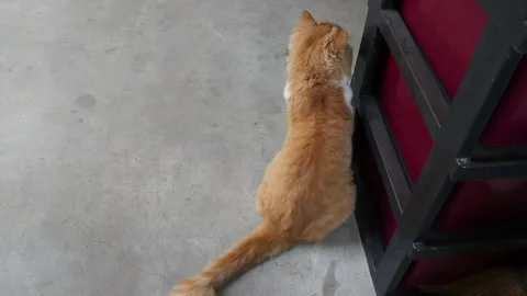 Red cat is sitting and looking for interesting thing on cement flooring Stock Footage 147860638