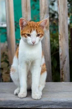 Red cat sitting on the bench Stock Photos