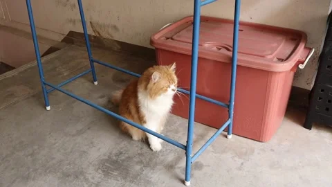 Red cat sitting on cement flooring under blue Iron clothes rack Stock Footage 139555599