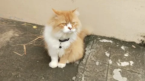 Red cat sitting on the cement ground floor near the wall looking 스톡 동영상 310707218