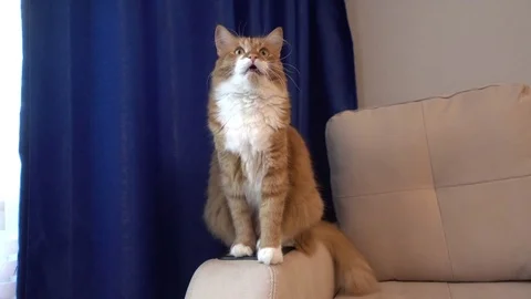 Red cat sitting on the couch Stock Footage 77788306