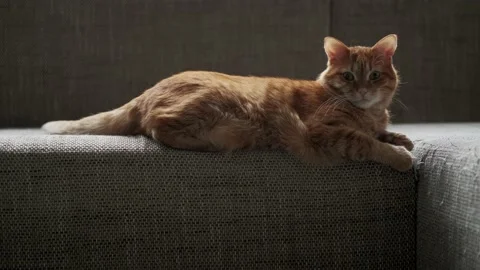 A red cat is sitting on the couch wagging its tail, playing with himself. Stock Footage 228679192