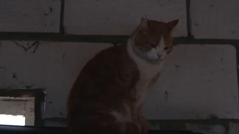 Red cat sitting in a dark room Stock Footage 107598885