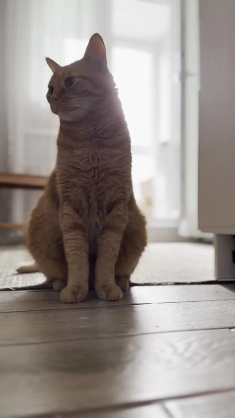 Red cat sitting on the floor Stock Footage 280335731